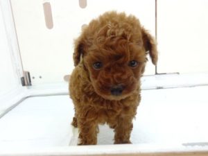 キャバリアキングチャールズスパニエルalt=