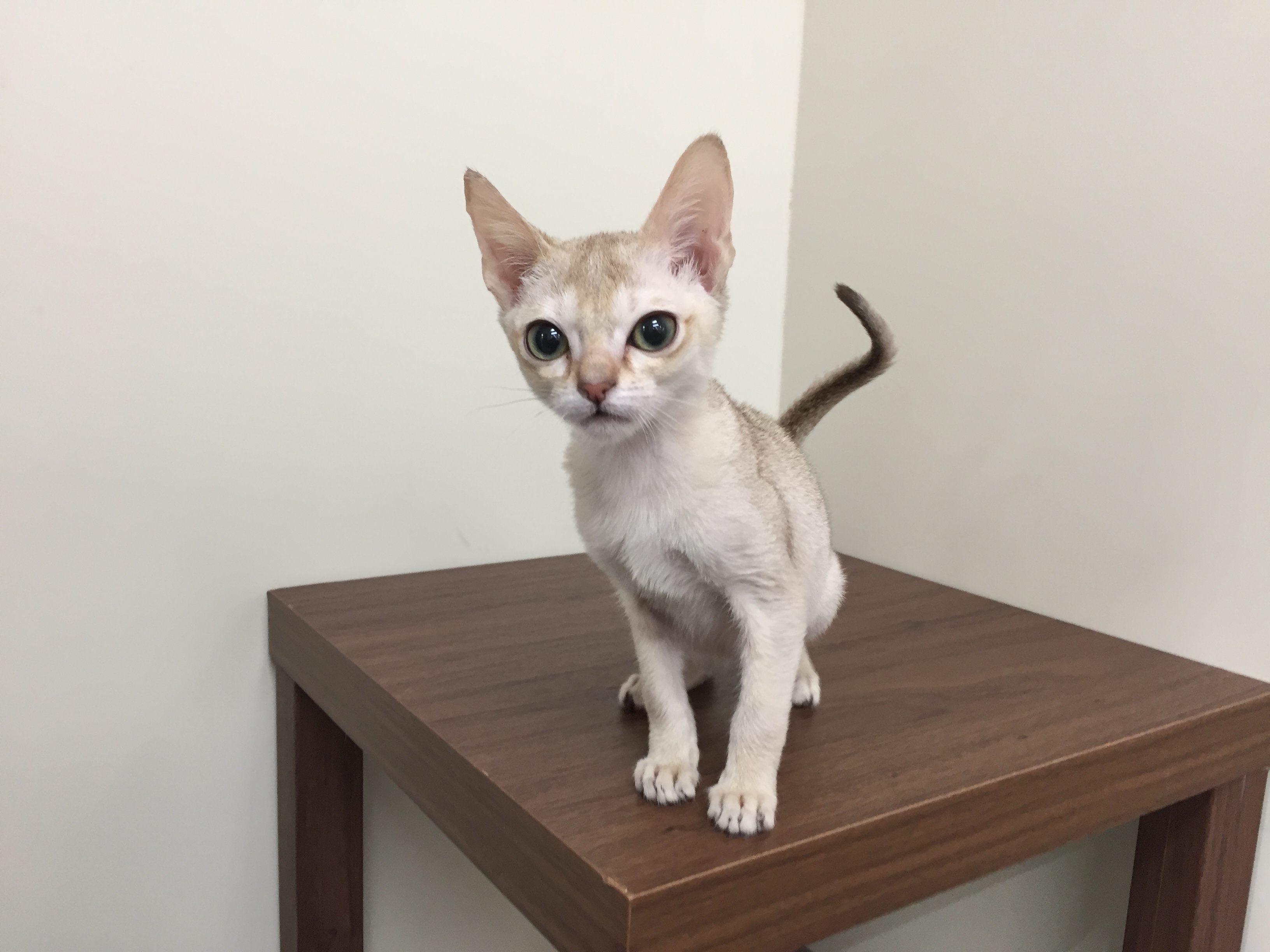 飼い主様お写真