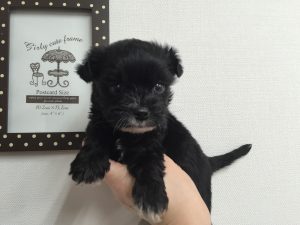 キャバリアキングチャールズスパニエルalt=