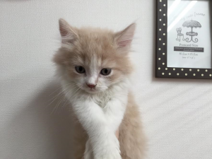 ブリティッシュショートヘアー