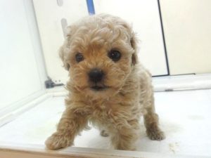 キャバリアキングチャールズスパニエルalt=