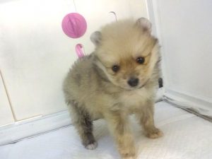キャバリアキングチャールズスパニエルalt=