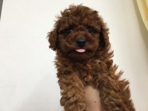 ミニチュアシュナウザーalt=