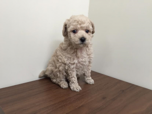 柴犬alt=