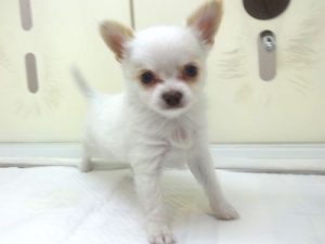 ②ブリティッシュショートヘアーalt=