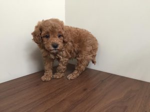 柴犬alt=