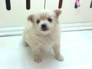 ポメラニアンalt=