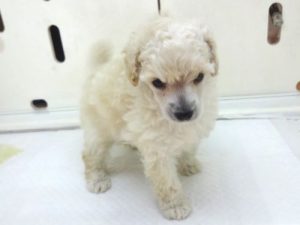 ブリティッシュショートヘアーalt=