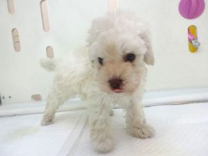 柴犬alt=