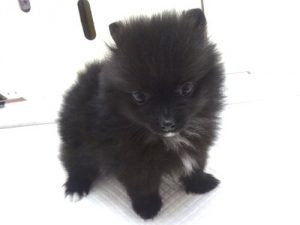 ポメラニアンalt=