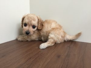 柴犬alt=