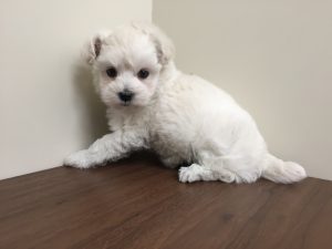 ポメラニアンalt=