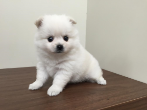 ポメラニアンalt=