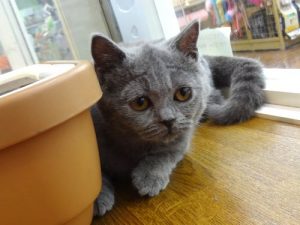 ブリティッシュショートヘアーalt=
