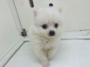 ポメラニアンalt=