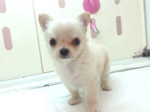 スコティッシュフォールドalt=