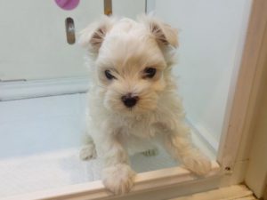 ②ブリティッシュショートヘアーalt=