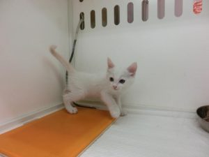 ②ブリティッシュショートヘアーalt=