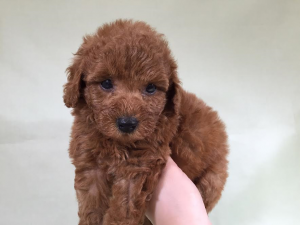 柴犬alt=