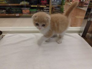 ②ブリティッシュショートヘアーalt=