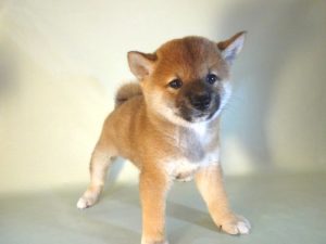 ㉔柴犬alt=