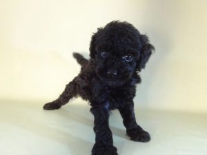 柴犬alt=
