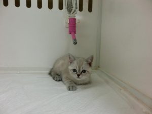 ②ブリティッシュショートヘアーalt=