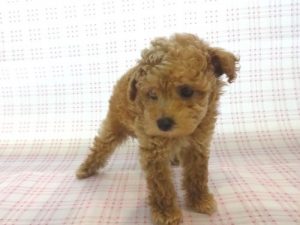 ②ビーグル　チャンピオン直子！！！alt=