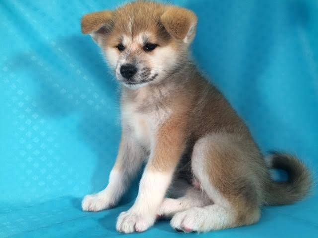 秋田犬　￥187000（税別）→１Week限定!9/8まで￥147000（税別）