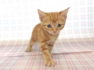 ②ビーグル　チャンピオン直子！！！alt=