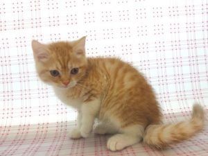 ②ブリティッシュショートヘアーalt=