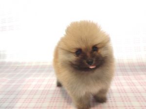 ポメラニアンalt=