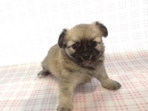 ⑭スコティッシュ・フォールドalt=