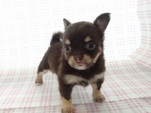 トイプードルalt=