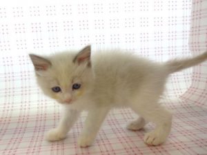 ⑫トンキニーズalt=