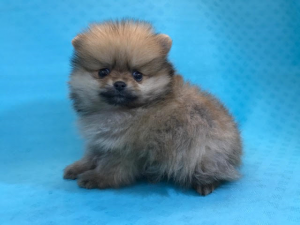 チワワ（ロング）alt=