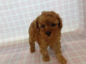 柴犬alt=