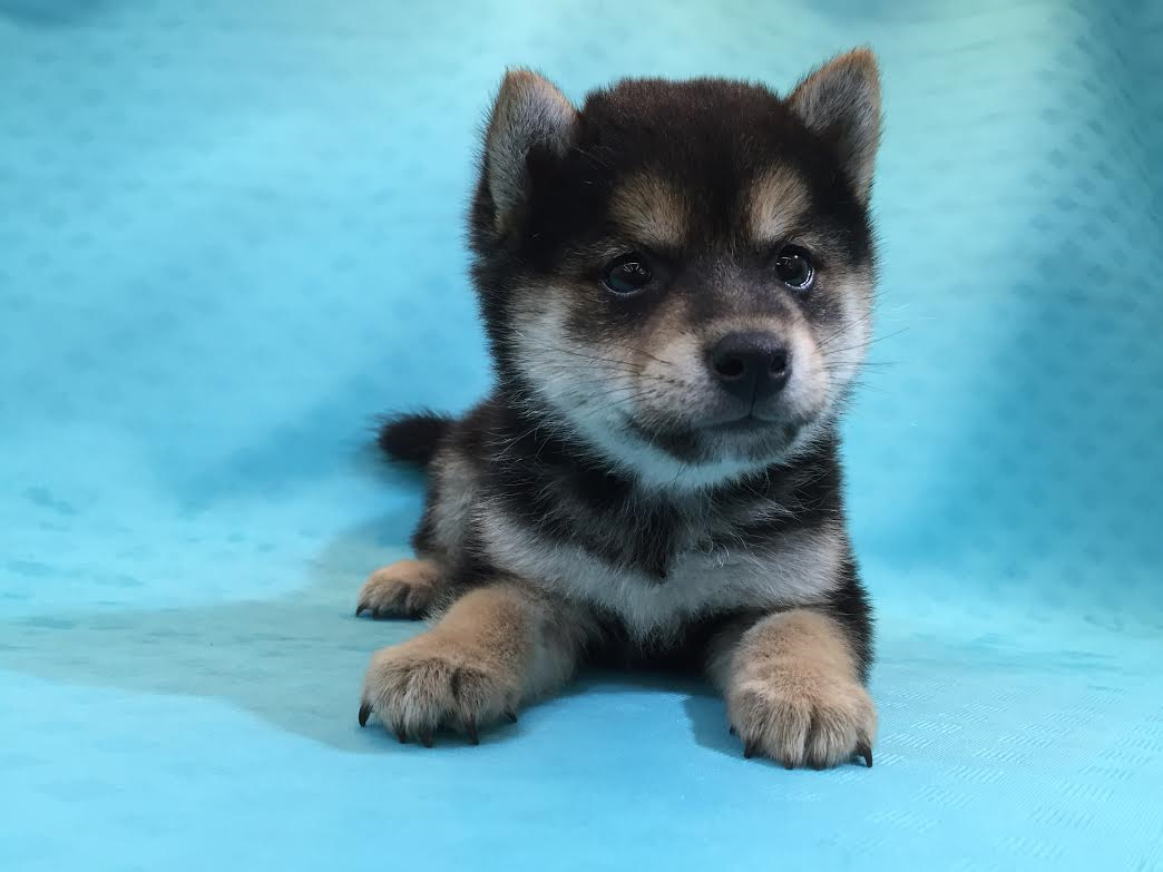 豆柴犬
