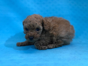柴犬alt=