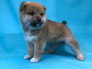 柴犬alt=