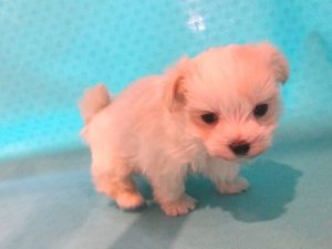 柴犬alt=