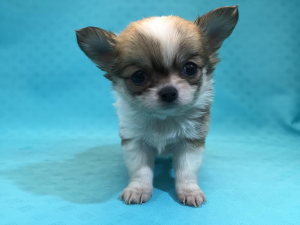柴犬alt=