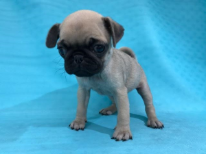 柴犬alt=