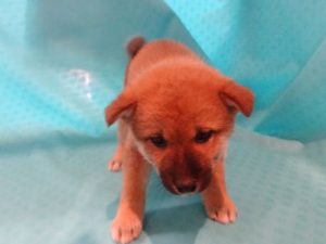⑰柴犬alt=