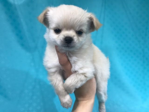 柴犬alt=