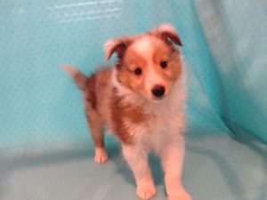 ⑪シェットランド・シープドッグ￥207000表示価格より10％OFF