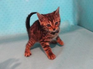 ノルウェージャンフォレストキャットalt=
