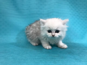 ペルシャalt=