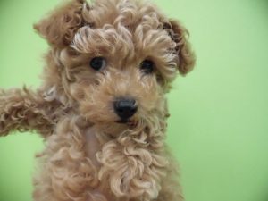 柴犬alt=