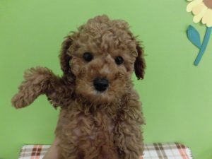 柴犬alt=